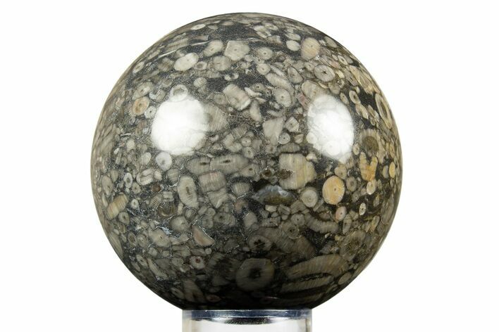 Fossil Crinoid Stems In Marble Sphere #308995